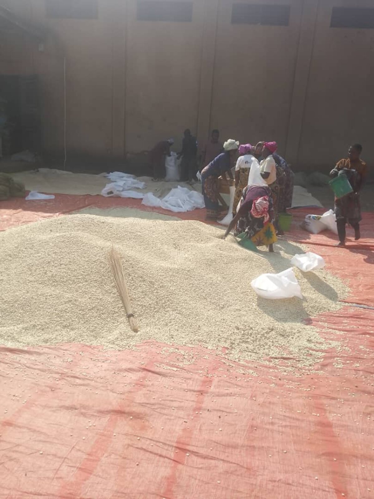 Maize drying at an Inuka warehouse yard